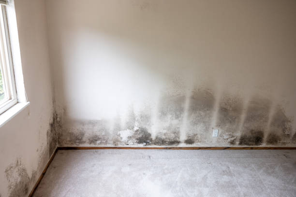 Best Commercial Mold Inspection  in Sausalito, CA